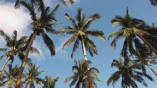 Low angle view of coconut trees against sky