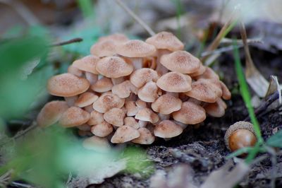 Close-up of mushrooms growing on field