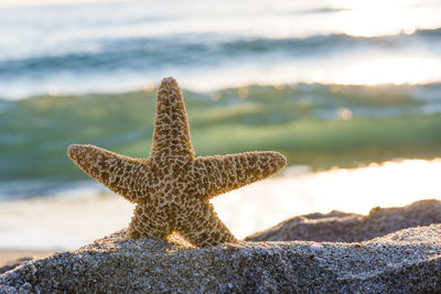 Close-up of starfish on beach