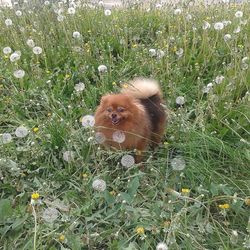 Plants on grassy field