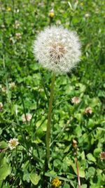 Close-up of flower plant