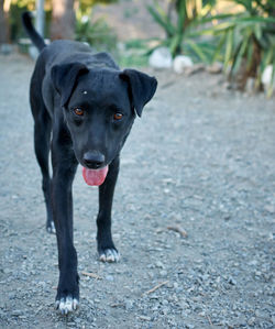 Portrait of black dog on footpath
