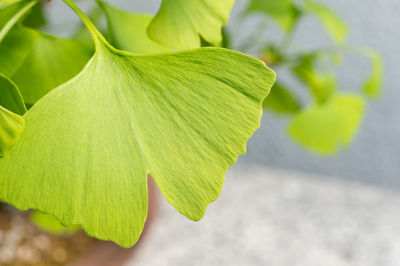 Close-up of green leaves