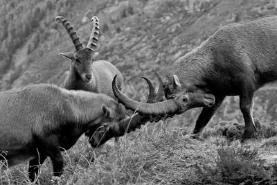 Horned goats fighting on field