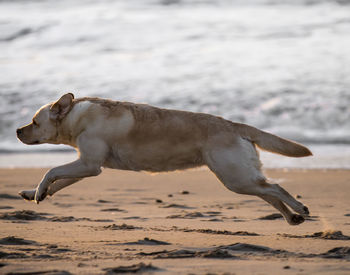 Dog jumping at sandy beach