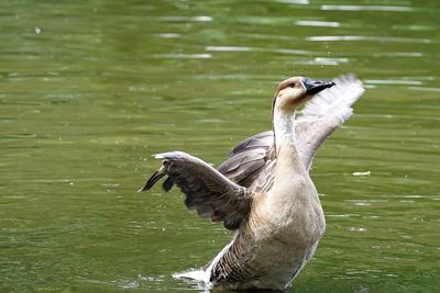 Close up of animal in pond