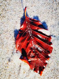 Close-up of red snake