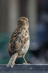 Close-up of sparrow perching on retaining wall