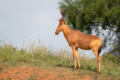 Hartebeest, alcelaphus lelwel, murchison falls national park, uganda