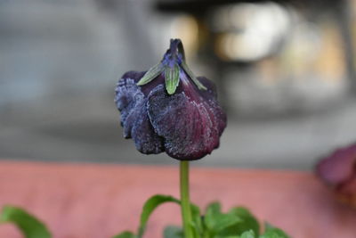 Close-up of wilted flower against blurred background