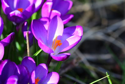 Close-up of pink crocus flowers