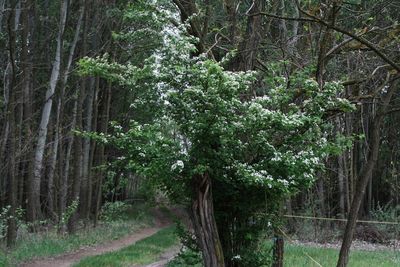 Trees growing in forest