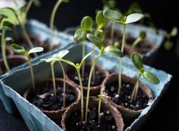 Close-up of garden vegetable sprouts beginning indoors by a window