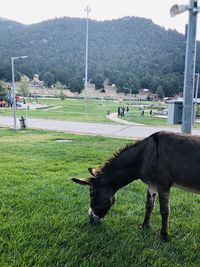 Horse grazing in a field