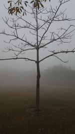 Bare tree on field against sky during foggy weather