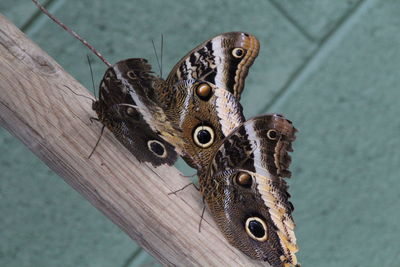 Close up of wood