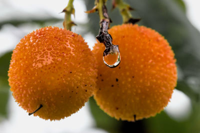 Close-up of orange fruit