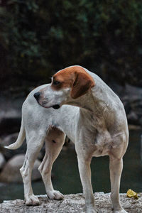 Dog standing on field