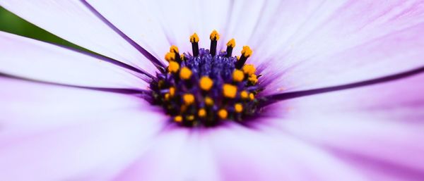 Macro shot of purple flower