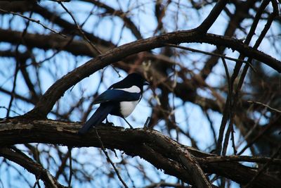 Low angle view of bird perching on tree against sky