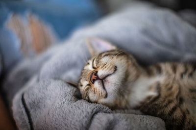 Close-up of cat sleeping