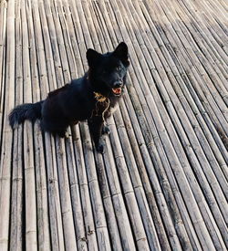 High angle view of dog on wood