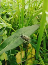 Close-up of butterfly on grass