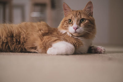 Portrait of ginger cat