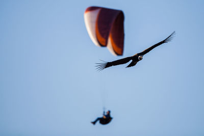 Low angle view of bird flying in sky