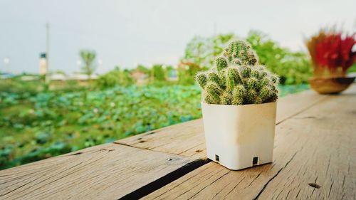 Close-up of potted plant on table