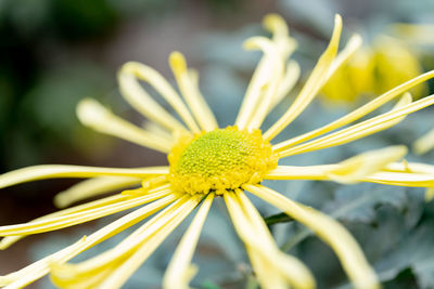 Close-up of yellow flowering plant