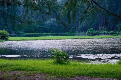 Scenic view of lake in forest