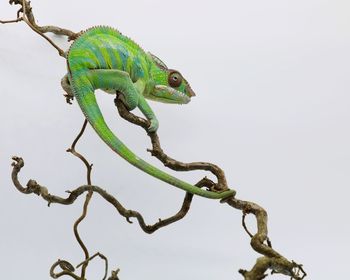 Lizard on a tree