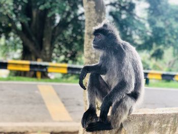 Monkey sitting on tree