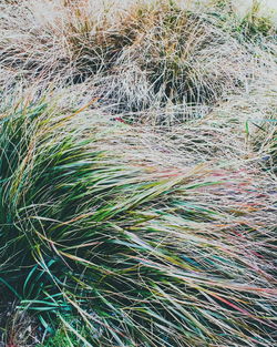 Full frame shot of plants growing on field