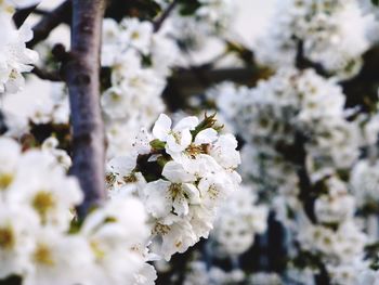 High angle view of white flowers blooming in field