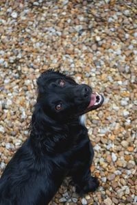 High angle view of dog looking away