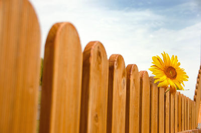 Close-up of yellow flowering plants against wooden fence