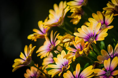 Close-up of purple flowering plants