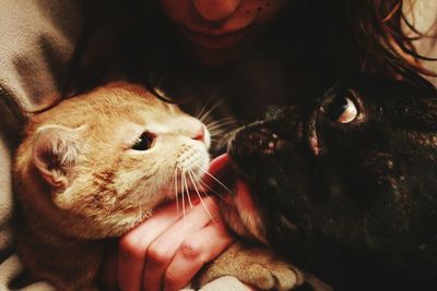 Close-up of cat