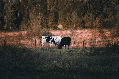 Cows grazing in a field