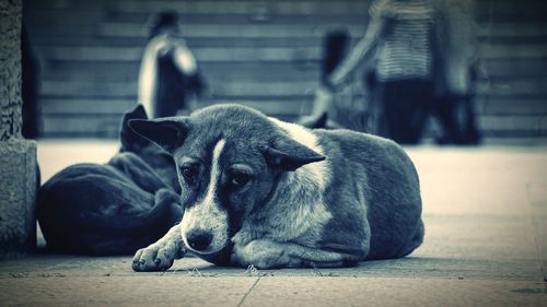 Close-up of dog