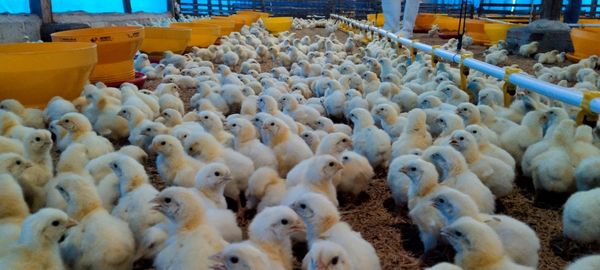 High angle view of birds in farm