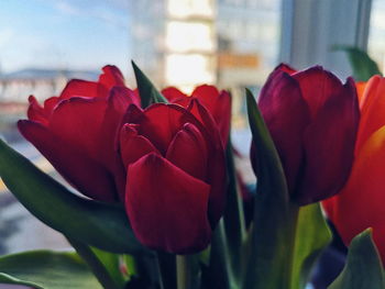 Close-up of red roses