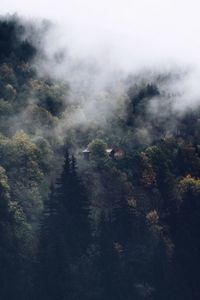 Trees in forest against sky