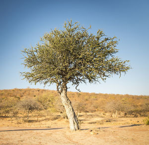 Tree on field against clear sky