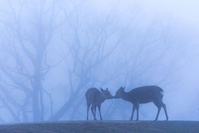 Two horses on the ground