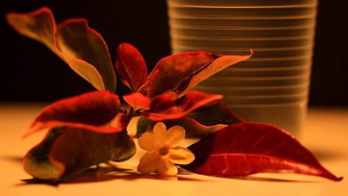 Close-up of red flower