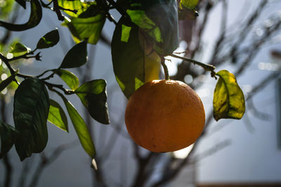 Low angle view of fruits on tree