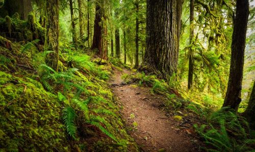 Footpath in forest